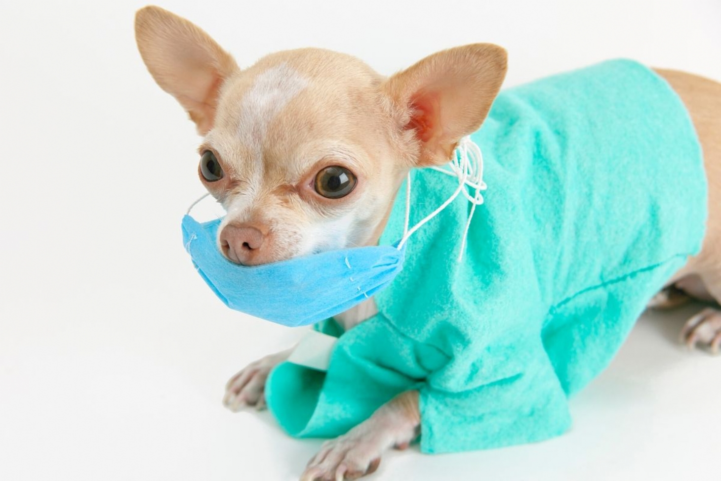 Cães e gatos não transmitem o coronavírus, alerta ong de proteção animal | Jornal da Orla