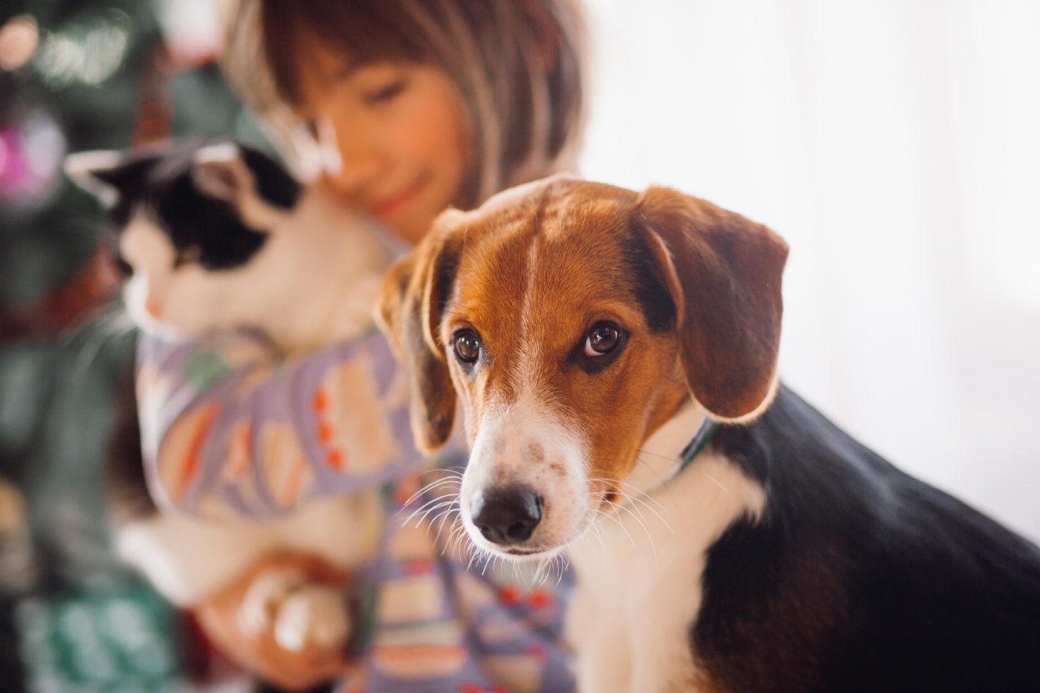 Em tempos de isolamento social, pets trazem benefícios à saúde de seus tutores | Jornal da Orla