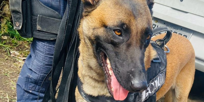 Cão da GCM de SV auxilia bombeiros a encontrar corpo da primeira vítima de escorregamento | Jornal da Orla