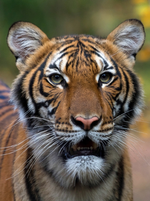 Covid-19 infecta tigresa nos EUA e faz aumentar preocupação com a pandemia | Jornal da Orla