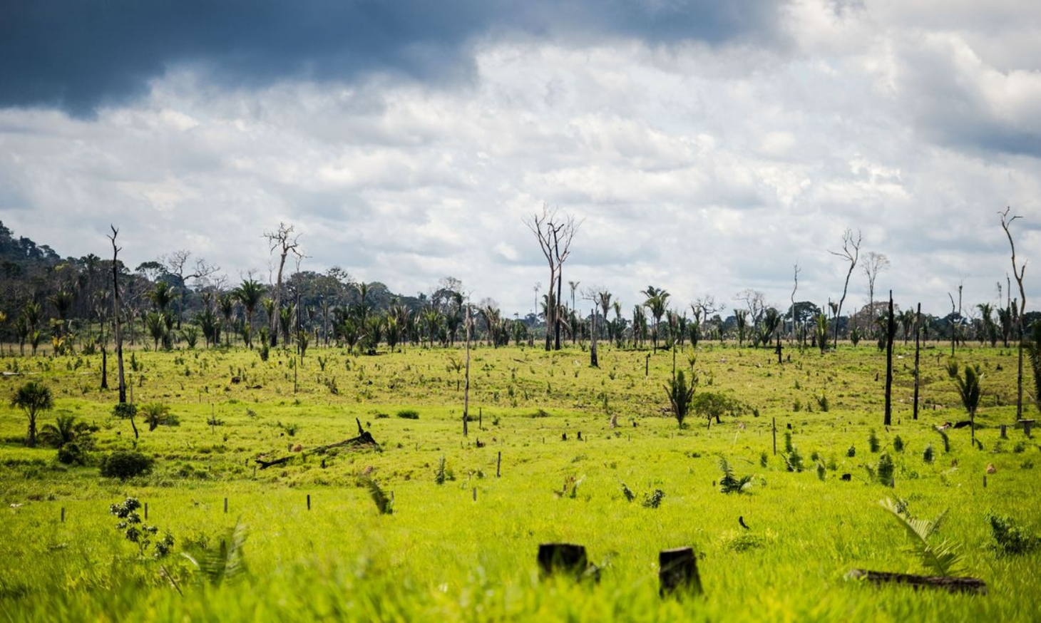 Bolsonaro autoriza uso das Forças Armadas no combate ao desmatamento | Jornal da Orla