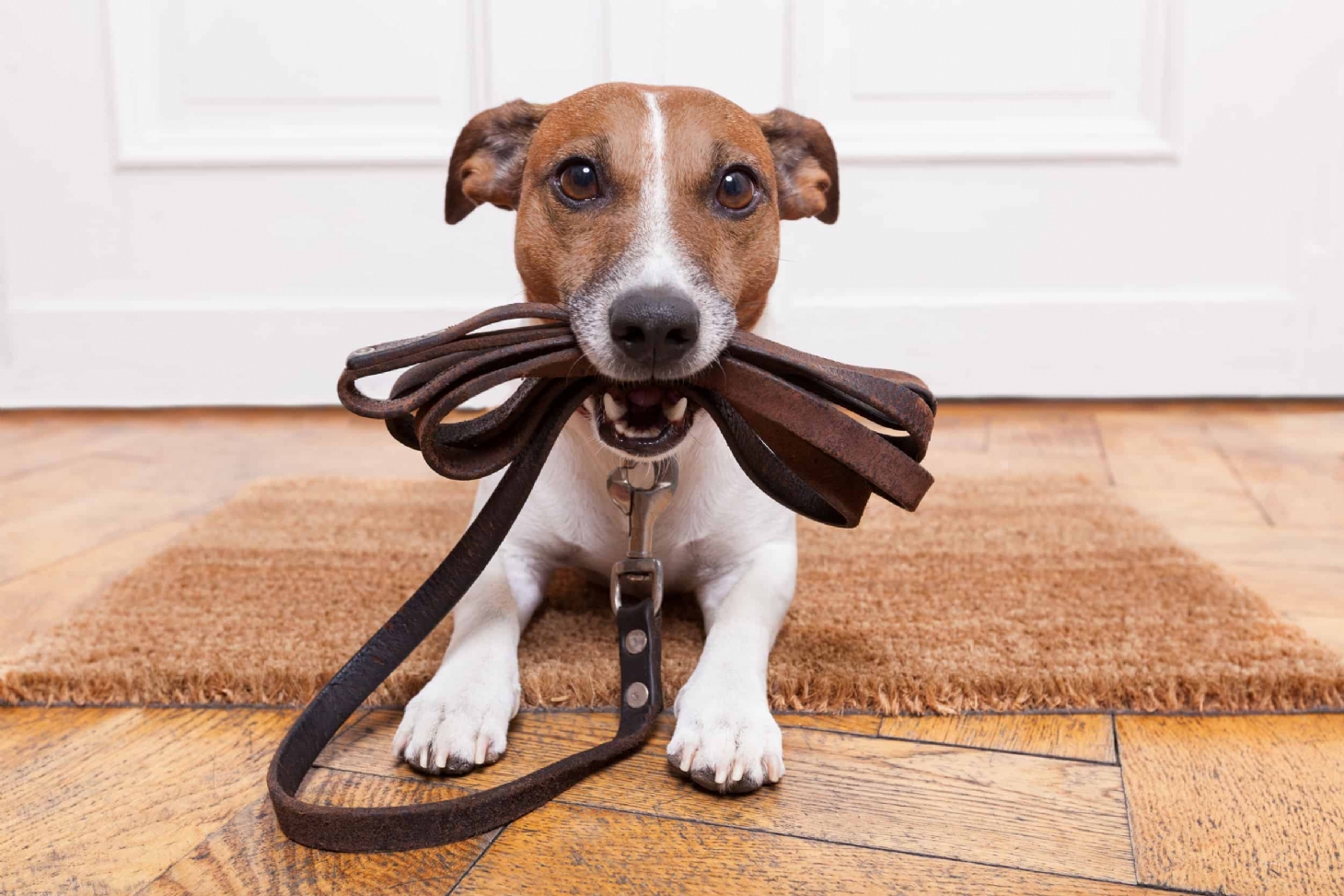 Quando procurar um adestrador de cães | Jornal da Orla