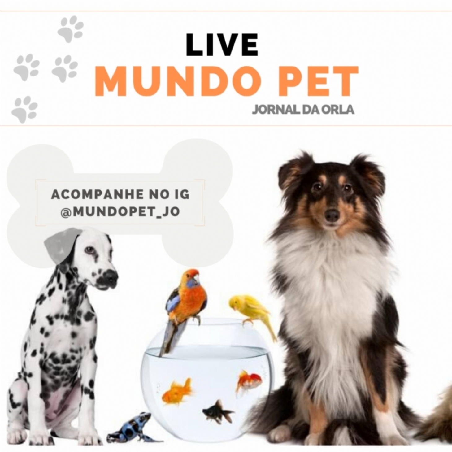 Mundo Pet JO: confira a agenda com as próximas lives | Jornal da Orla