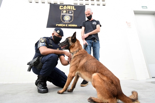 Após sete anos de trabalho, cão da Guarda Municipal de PG vai se aposentar | Jornal da Orla