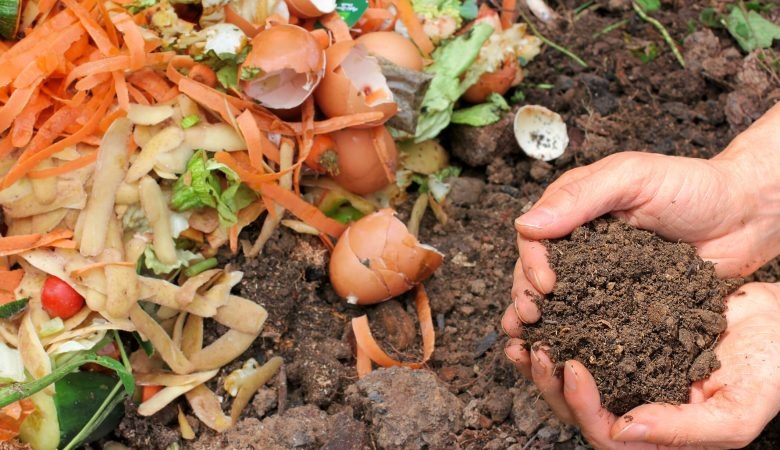 Aprenda a produzir de composteiras e a plantar mudas | Jornal da Orla