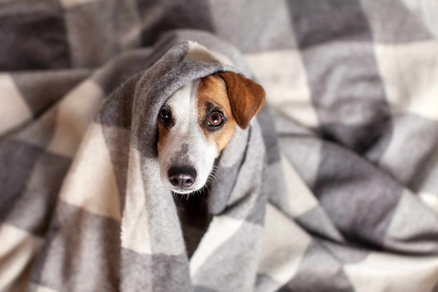 Como cuidar dos animais de estimação nas estações mais frias? | Jornal da Orla
