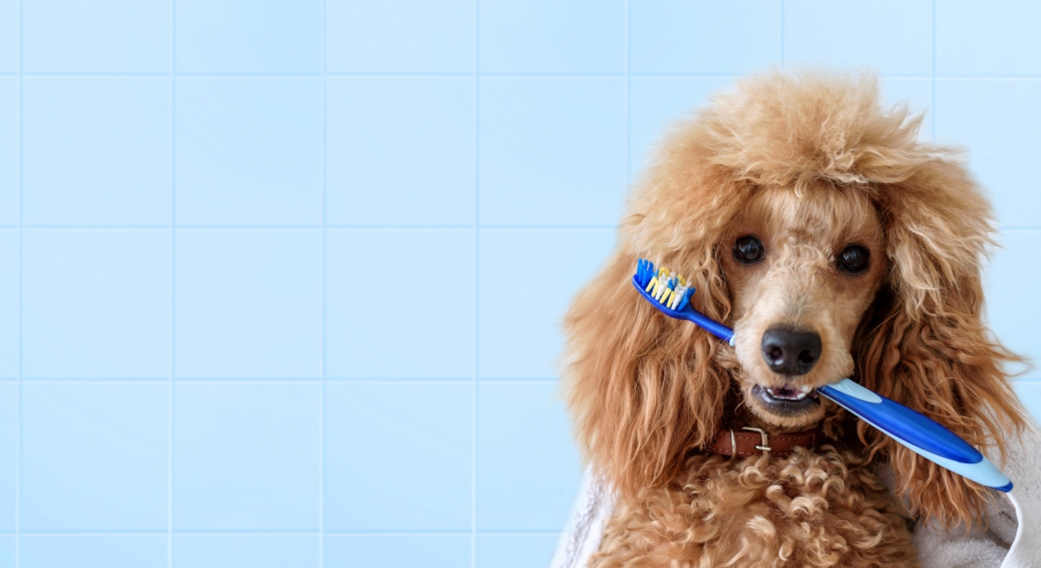 Como escovar os dentes do seu cão? | Jornal da Orla
