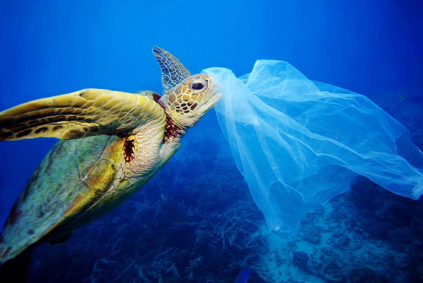 Poluição de plástico em oceanos pode triplicar até 2040, alerta pesquisa | Jornal da Orla