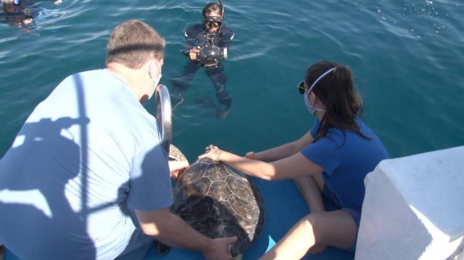 Tartarugas tratadas no Aquário de Santos são devolvidas ao mar | Jornal da Orla