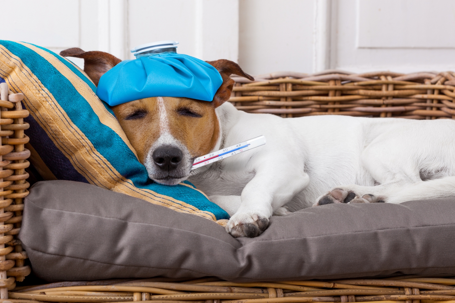 Tosse e espirros podem ser sinais de gripe canina | Jornal da Orla