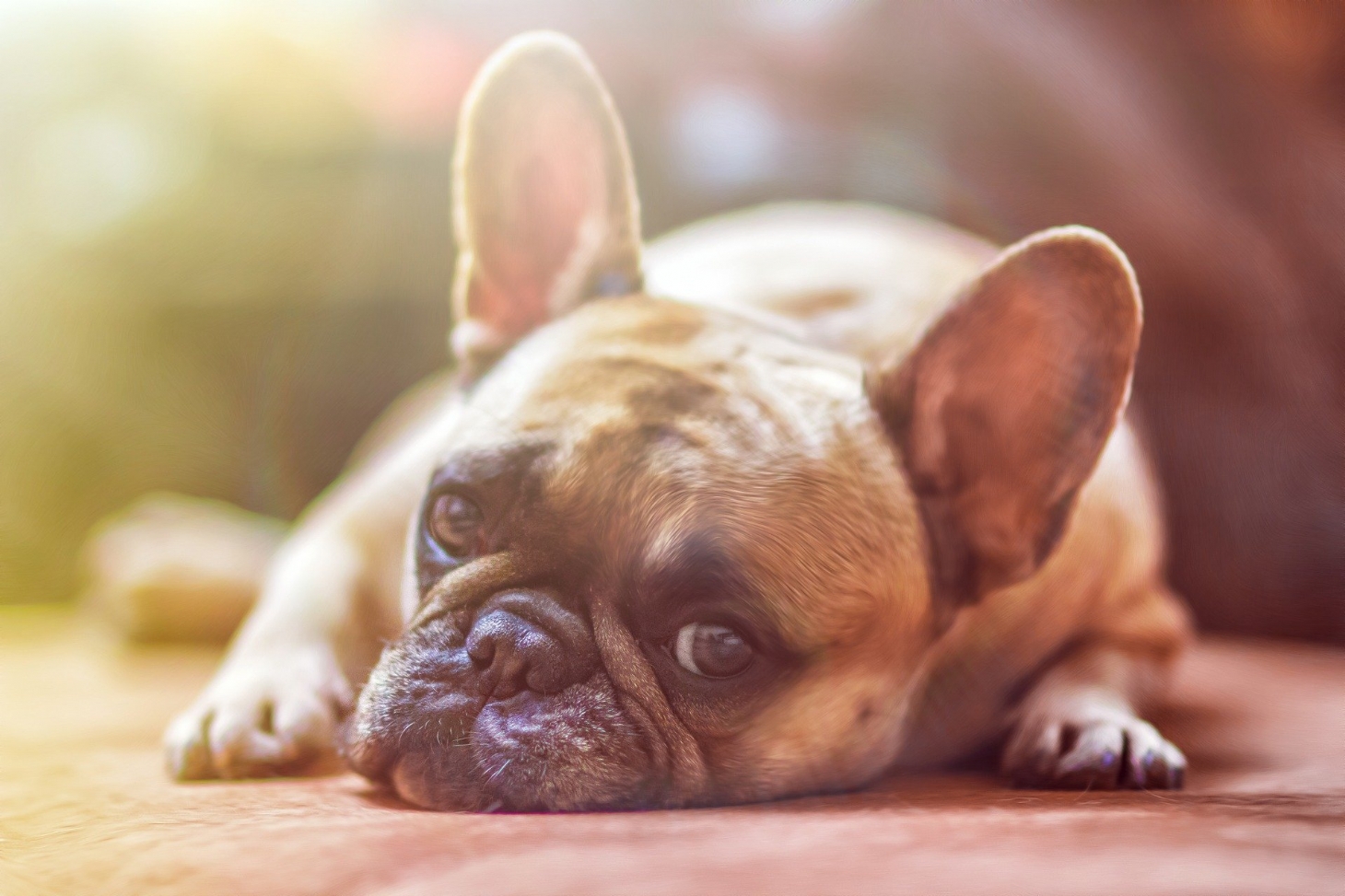 Como preparar cães e gatos para a volta da rotina? | Jornal da Orla