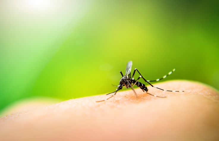Mutirão contra a dengue chega ao Centro de Santos