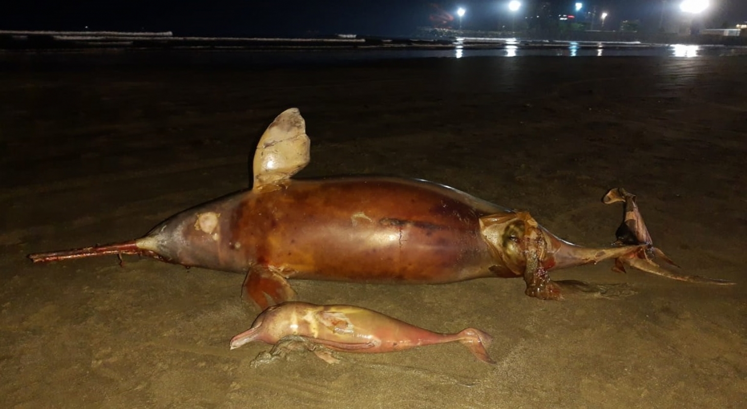 Toninhas, animais ameaçados de extinção, são encontradas em praia de Santos | Jornal da Orla
