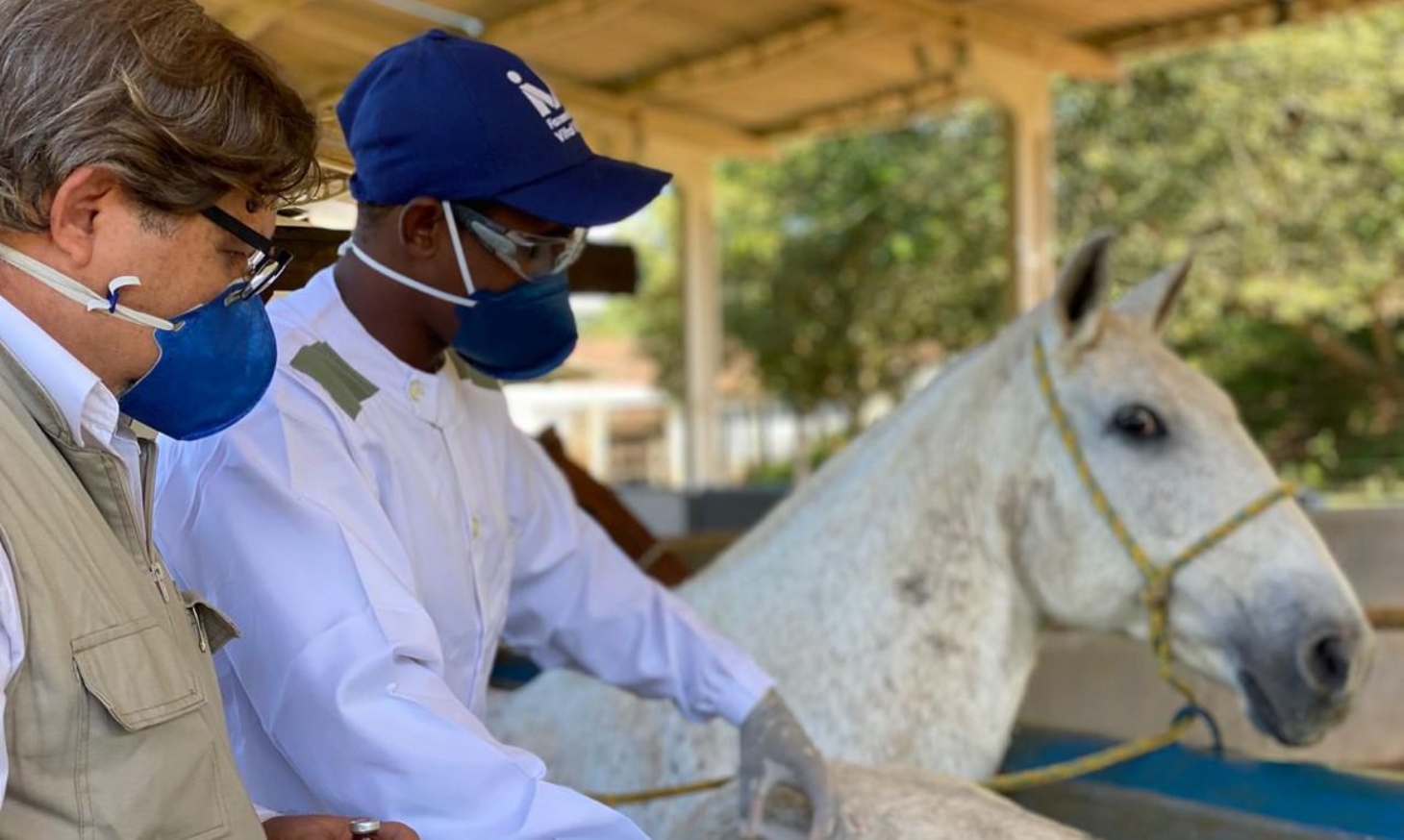 Soros produzidos por cavalos têm anticorpos potentes contra o coronavírus | Jornal da Orla
