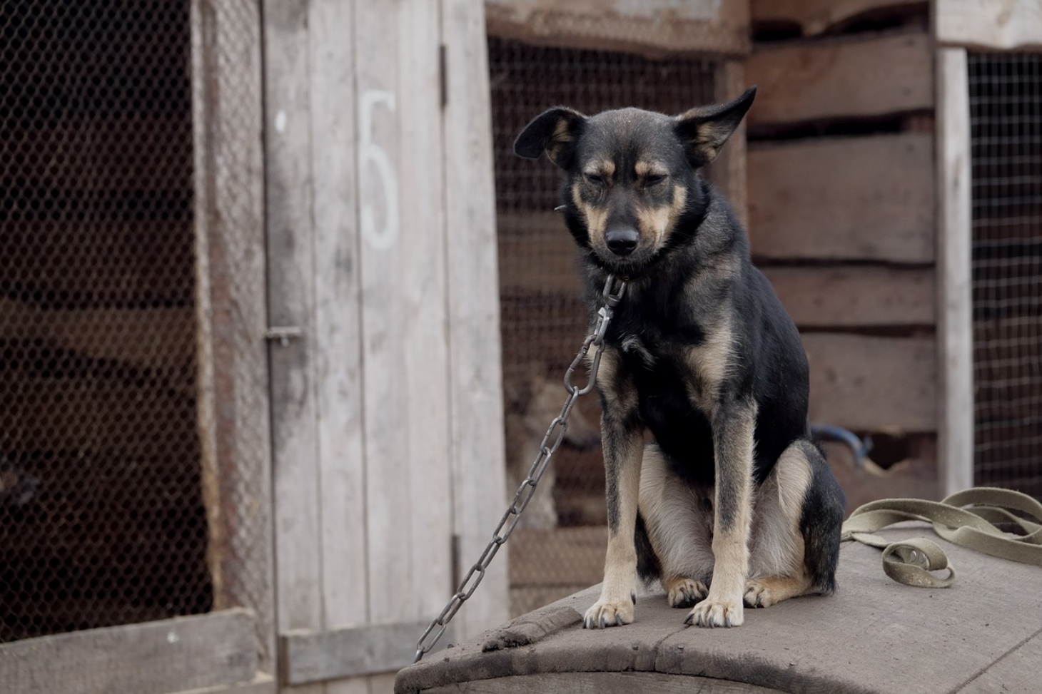 Câmara aprova projeto que proíbe o acorrentamento de animais em Santos | Jornal da Orla