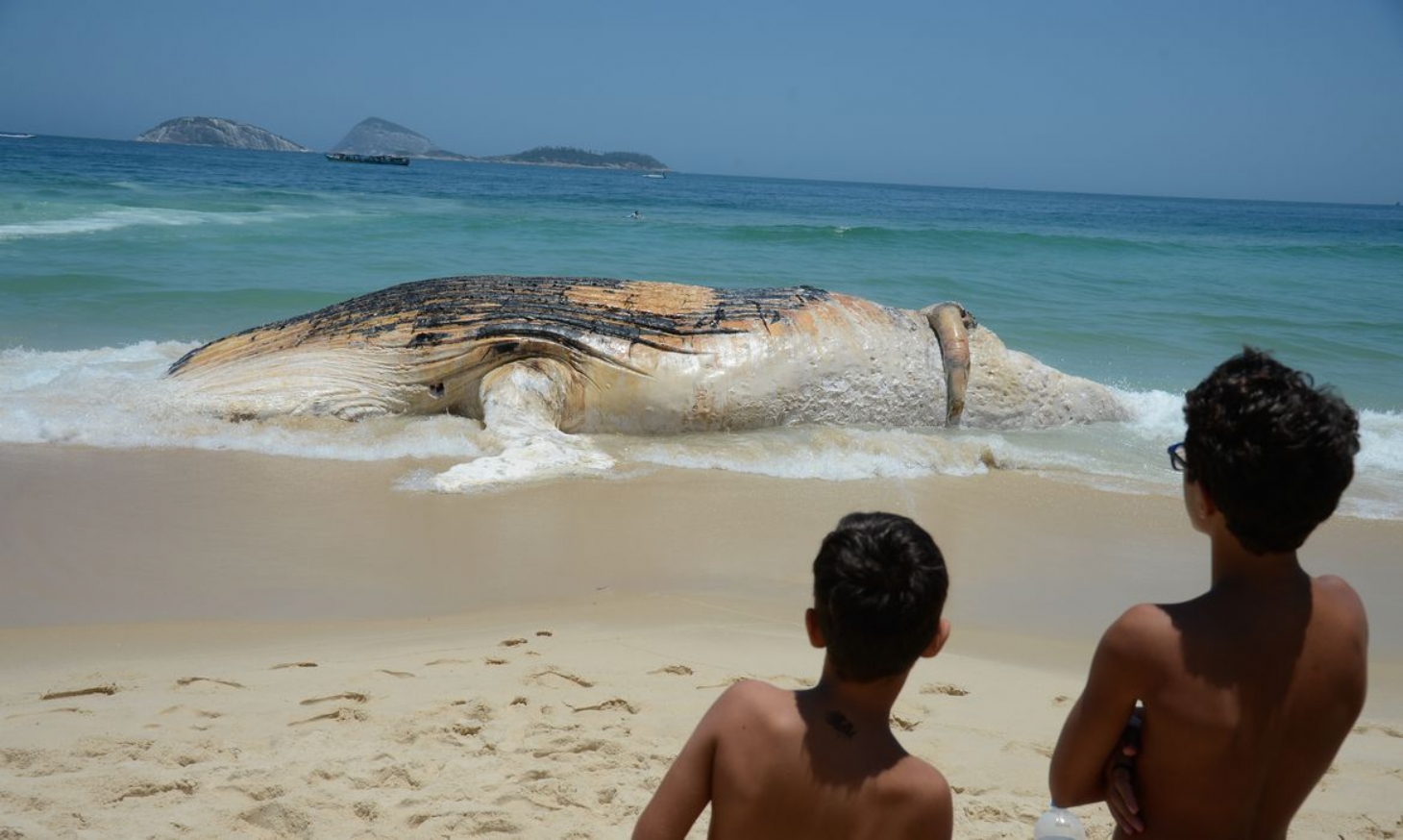 Monitoramento de praias já devolveu à natureza mais de 2,7 mil animais | Jornal da Orla