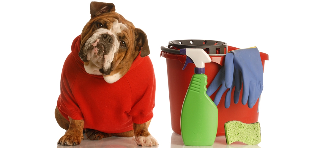 Produtos de limpeza podem intoxicar seu animal de estimação | Jornal da Orla