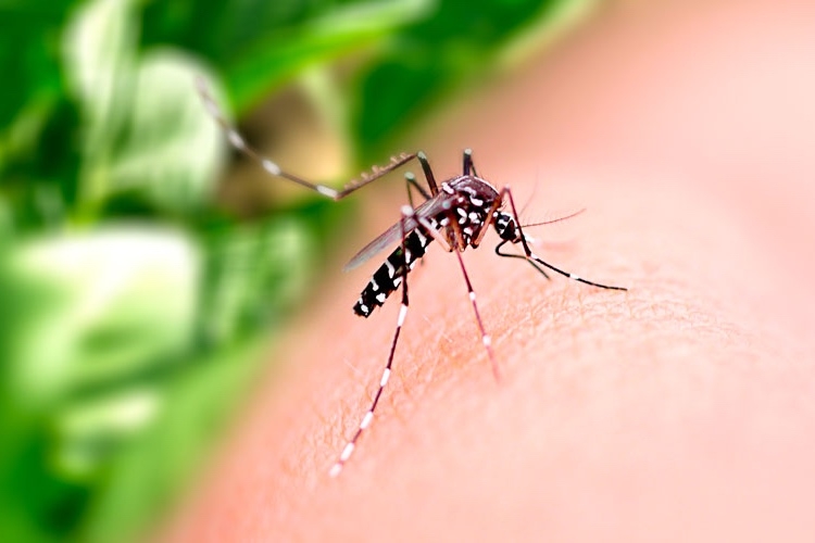 Em Guarujá, mutirão contra a dengue visita bairros até sexta-feira (4)