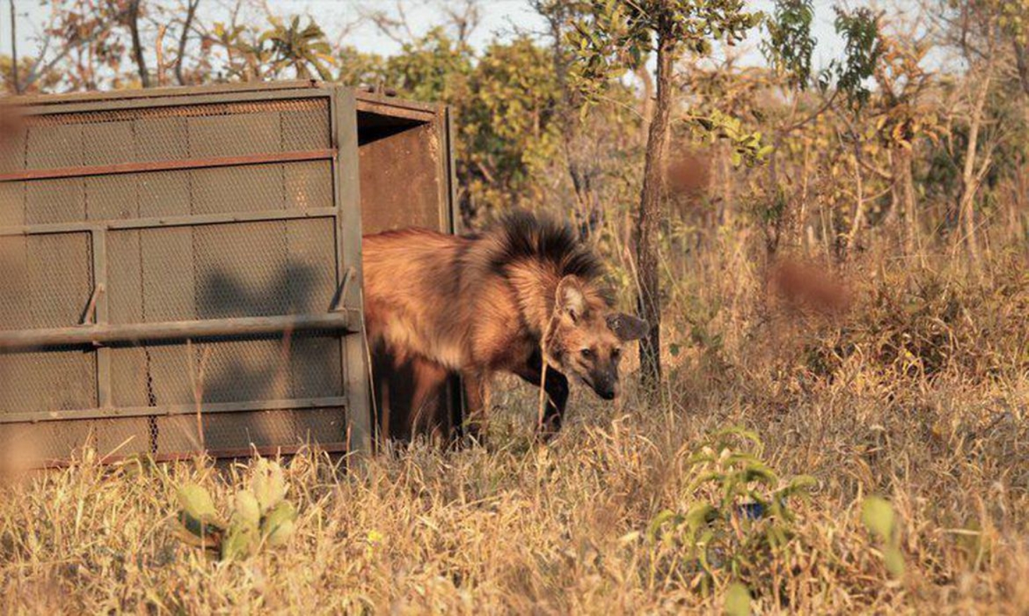 Escolhido para cédula de R$ 200, lobo-guará sofre ameaça de extinção | Jornal da Orla