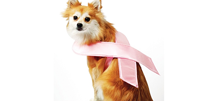 Ação de prevenção ao câncer de mama em fêmeas | Jornal da Orla