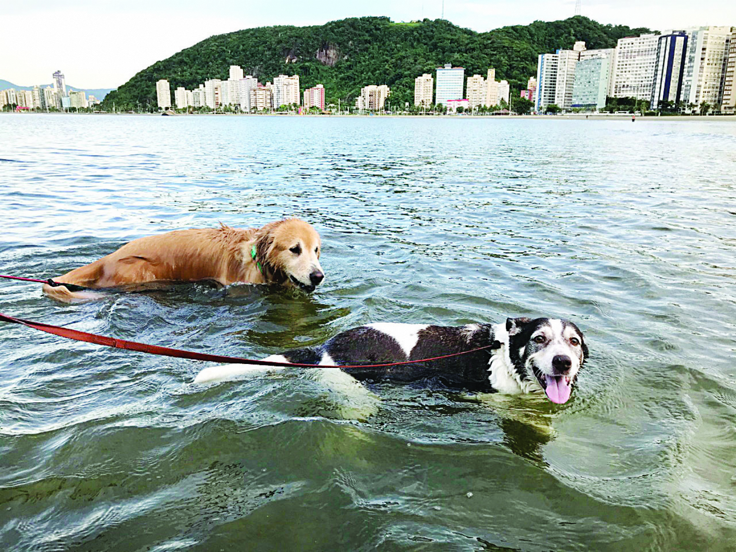 Câmara aprova projeto que permite cachorro na praia