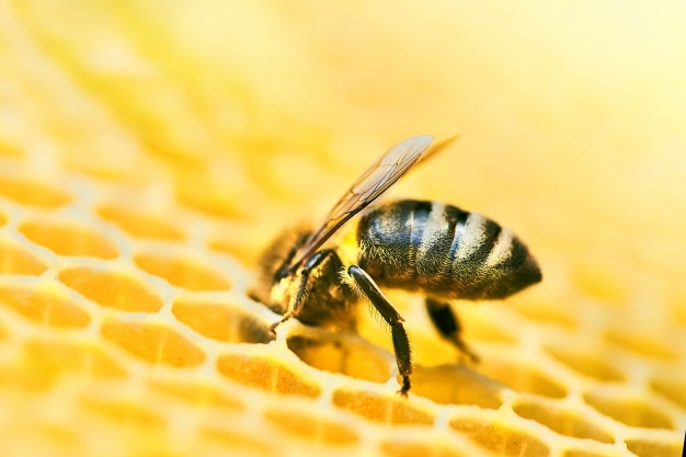 Santos lança cartilha sobre preservação de abelhas | Jornal da Orla