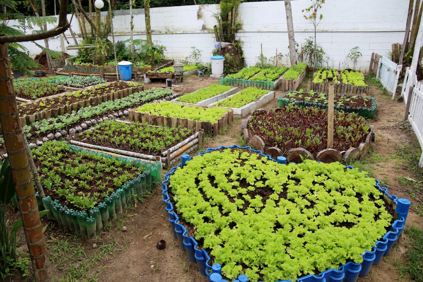 Horta Orgânica em Guarujá beneficia centenas de famílias | Jornal da Orla