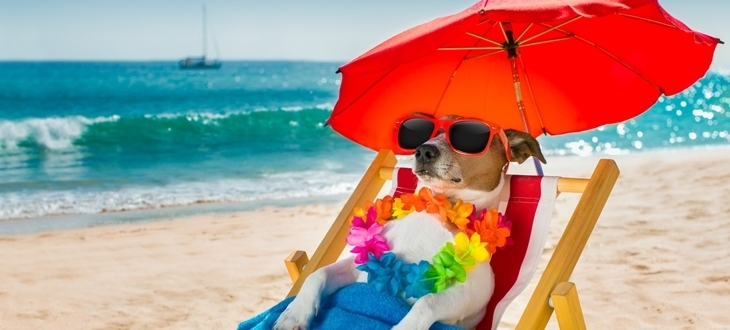 Lei permite cachorro na praia de Santos | Jornal da Orla