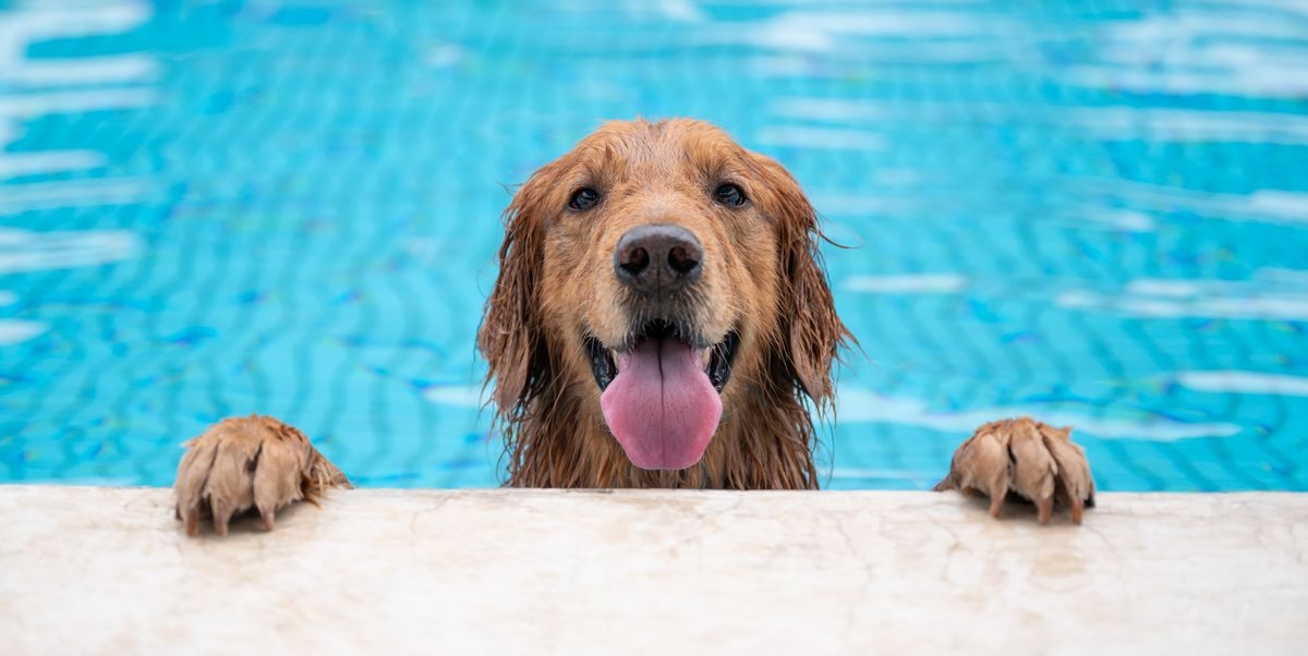 Cachorro pode entrar em piscina? | Jornal da Orla
