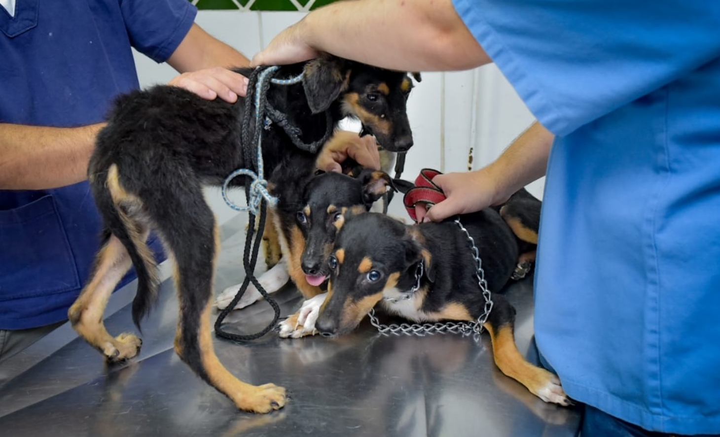 Cães em situação de maus-tratos são resgatados em São Vicente | Jornal da Orla