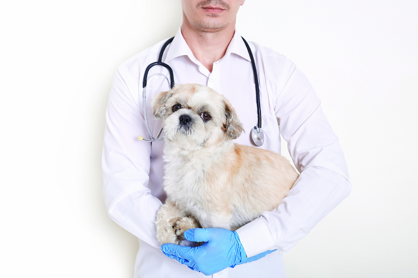Como cuidar da imunidade dos pets? | Jornal da Orla
