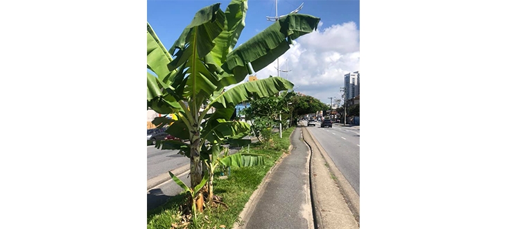 Uma bananeira no meio do caminho