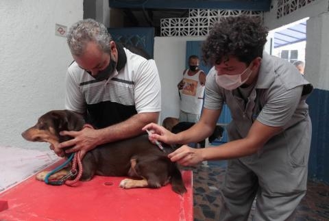 Vacinação de pets vai até sexta-feira na Zona Noroeste de Santos | Jornal da Orla