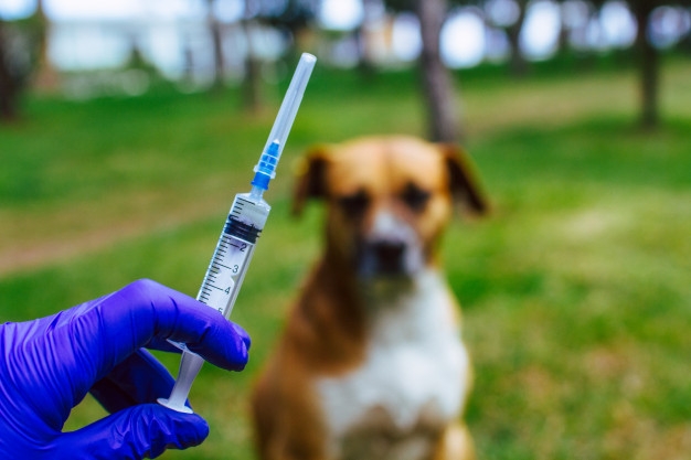 Rússia registra primeira vacina do mundo para animais contra covid-19 | Jornal da Orla