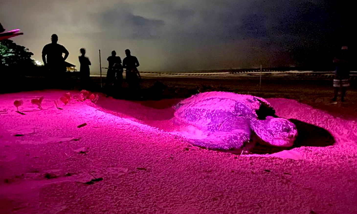 Tartaruga Gigante deposita ovos nas areias da praia de Itanhaém | Jornal da Orla