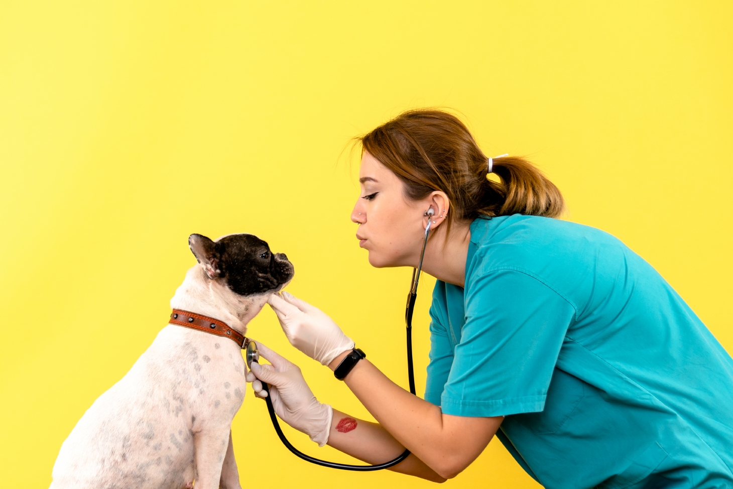 Check-up previne doenças crônicas em pets | Jornal da Orla