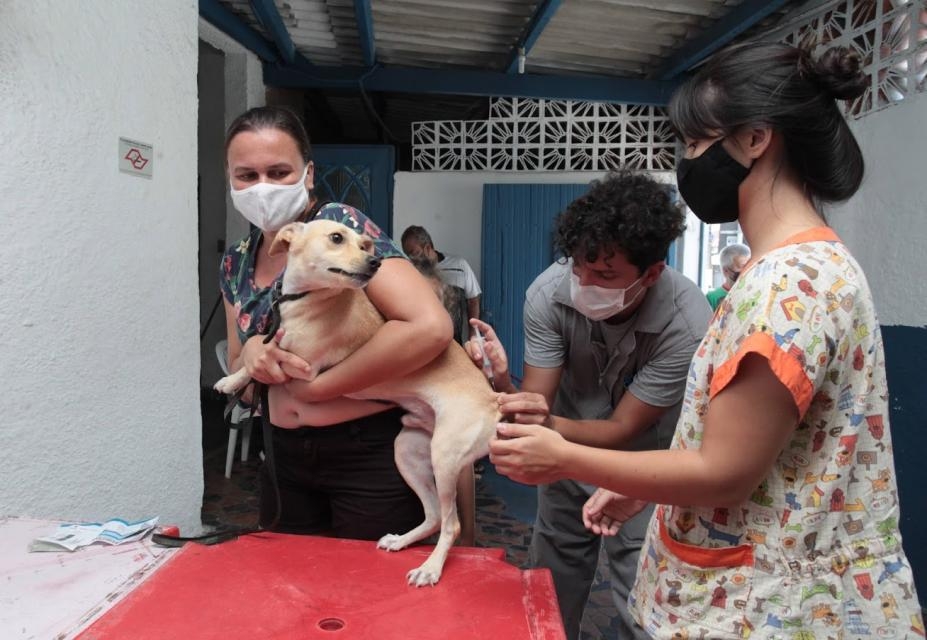Marapé recebe mutirão de vacinação contra doenças viras em pets | Jornal da Orla
