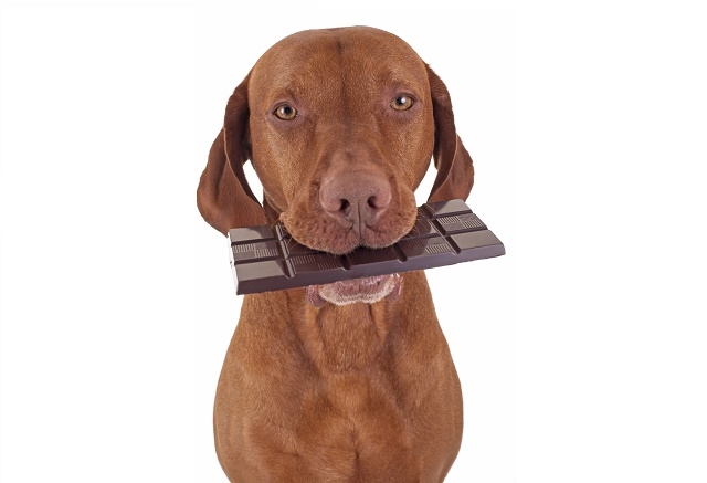 Perigos do chocolate para pets | Jornal da Orla