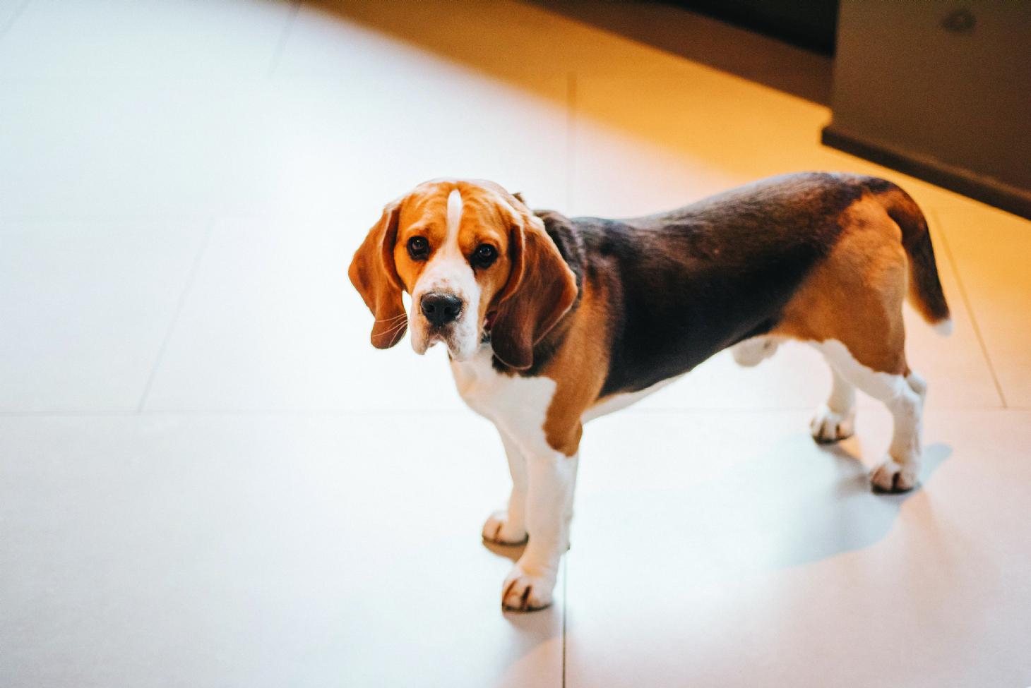 Como escolher o melhor piso para quem tem cão ou gato em casa? | Jornal da Orla