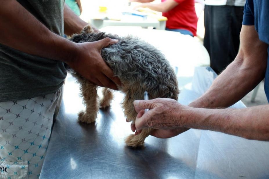 Vacinação gratuita de pets em Santos chega ao Valongo | Jornal da Orla