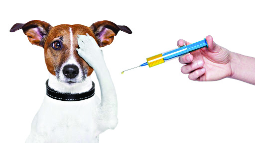 Saiba como funciona o esquema anual de vacinação para cães e gatos | Jornal da Orla