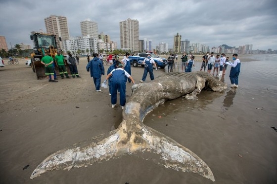 Baleia da espécie Jubarte aparece morta em Praia Grande | Jornal da Orla