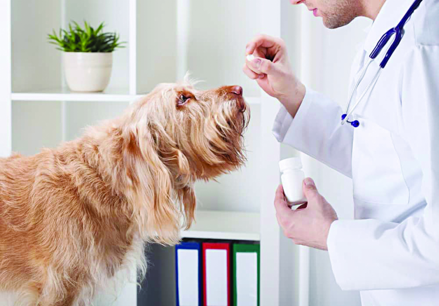 Como dar remédio para cachorro ou gato | Jornal da Orla