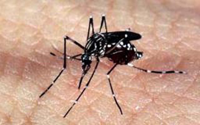Dia D contra o Aedes aegypti em Santos é transferido para 15 de maio