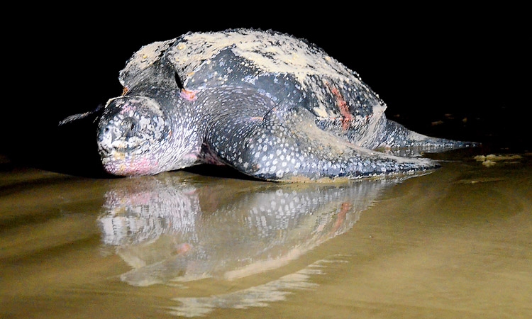 Itanhaém promove concurso de charges sobre tartaruga marinha | Jornal da Orla