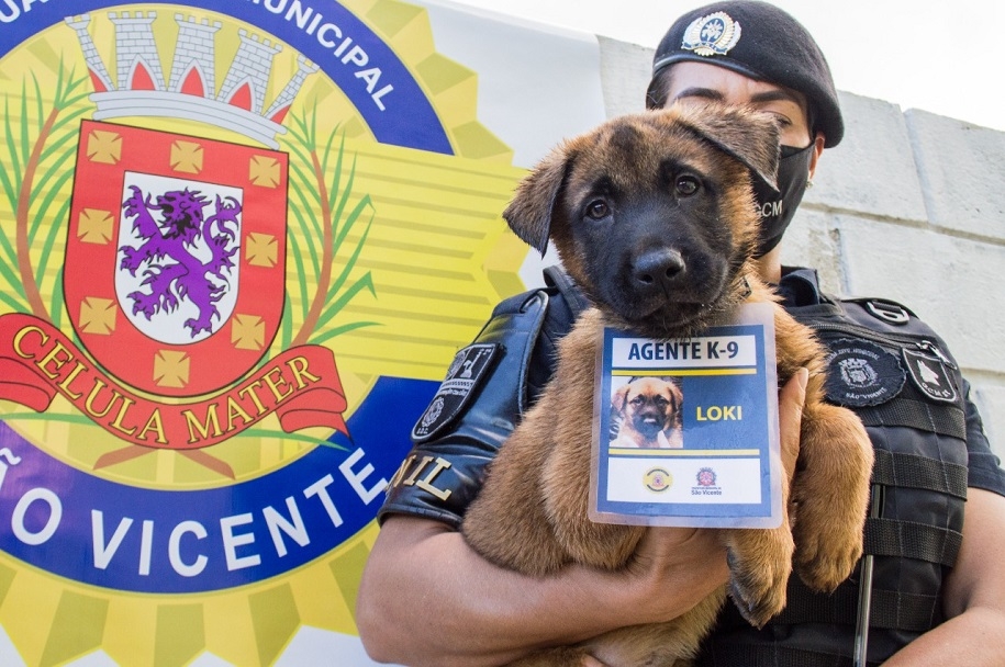 Três novos agentes K-9 da Guarda Municipal de São Vicente já têm nome: Bolt, Zaion e Loki | Jornal da Orla