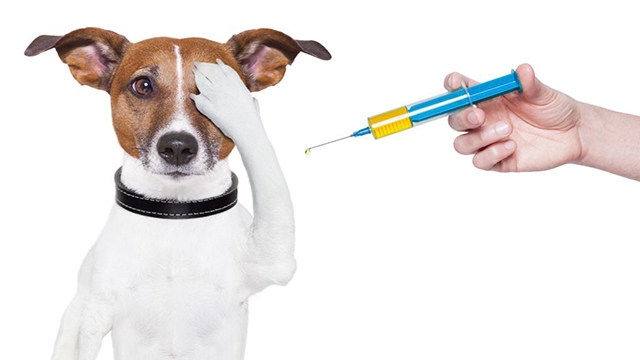 Santos inicia nova etapa de vacinação de cães e gatos | Jornal da Orla