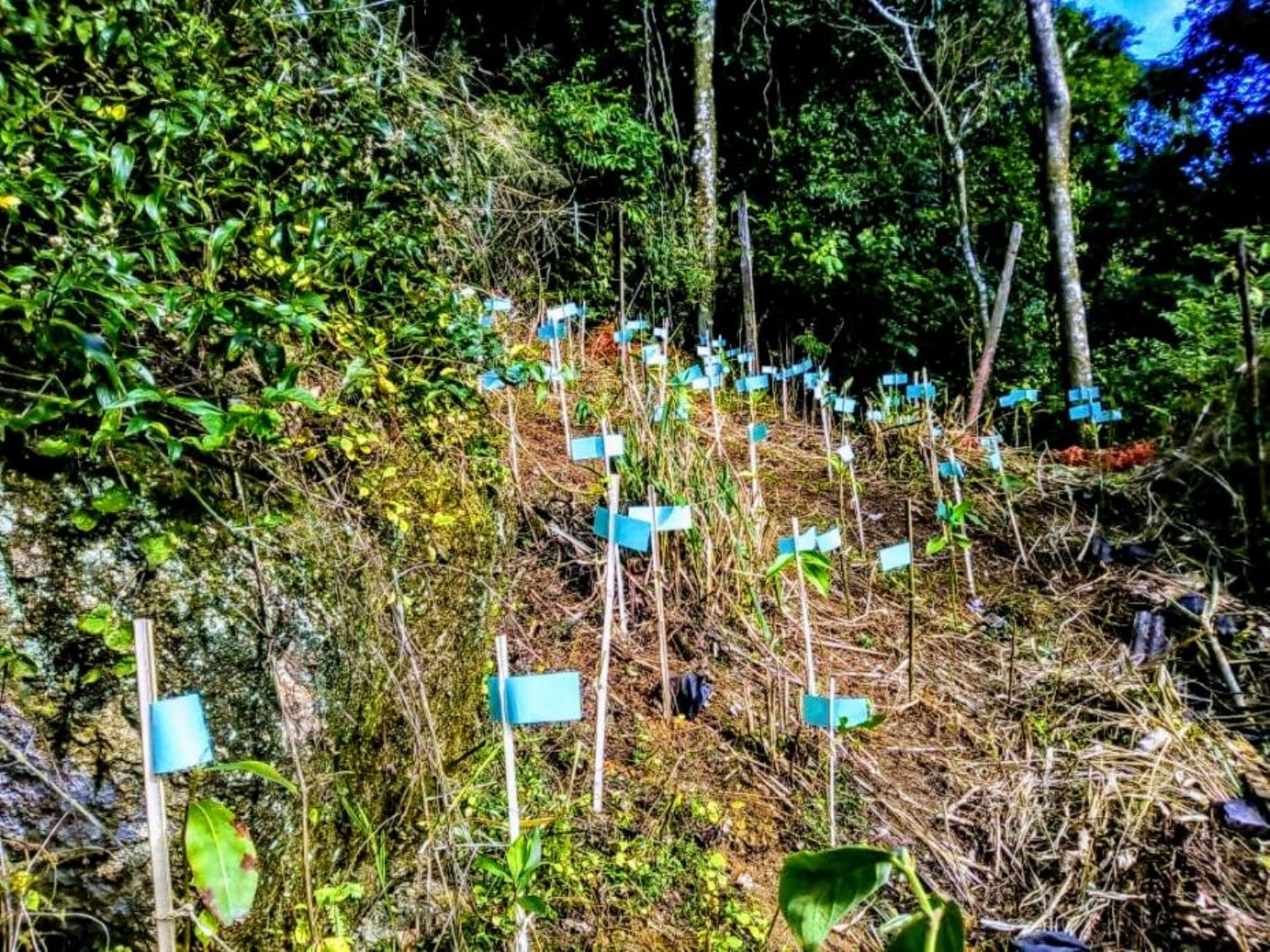 Morros de Santos ganham duas mil mudas de árvores para recuperação ambiental | Jornal da Orla