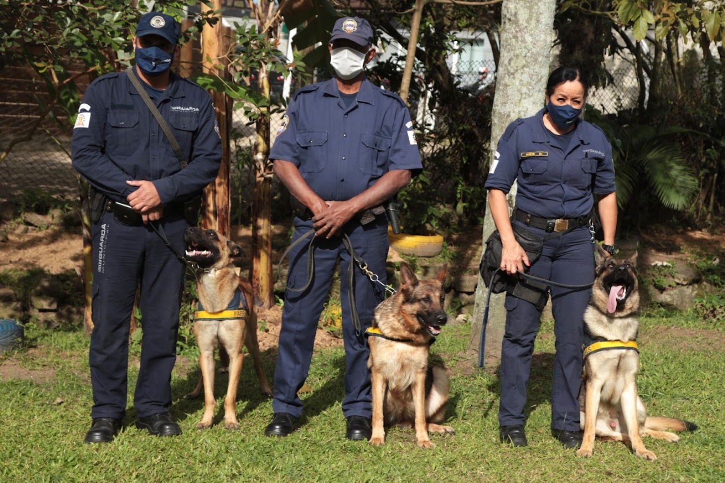 Cães da Guarda Municipal de Santos recebem cuidados especiais para o patrulhamento | Jornal da Orla