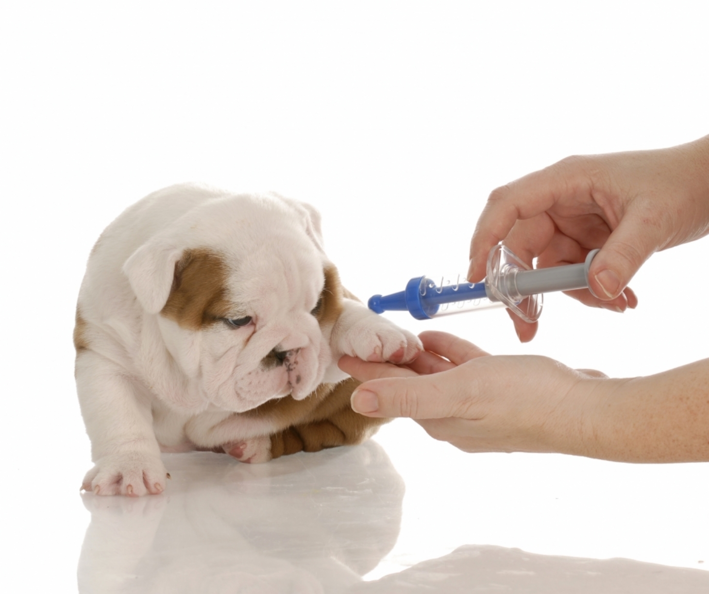 Como identificar Diabetes em cães? | Jornal da Orla